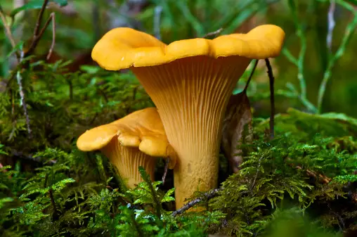 Yellow Mushrooms in Your Indoor Plants